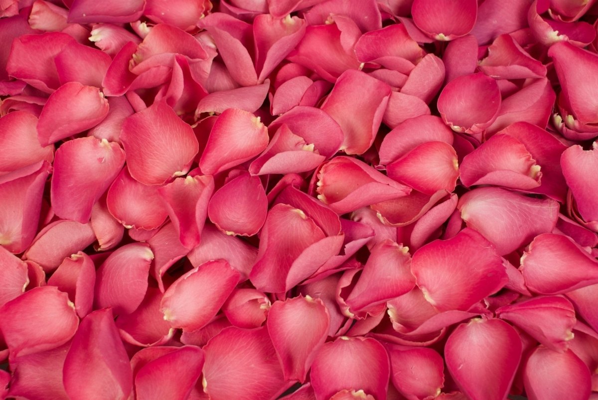 Freeze-dried rose petals, deep pink