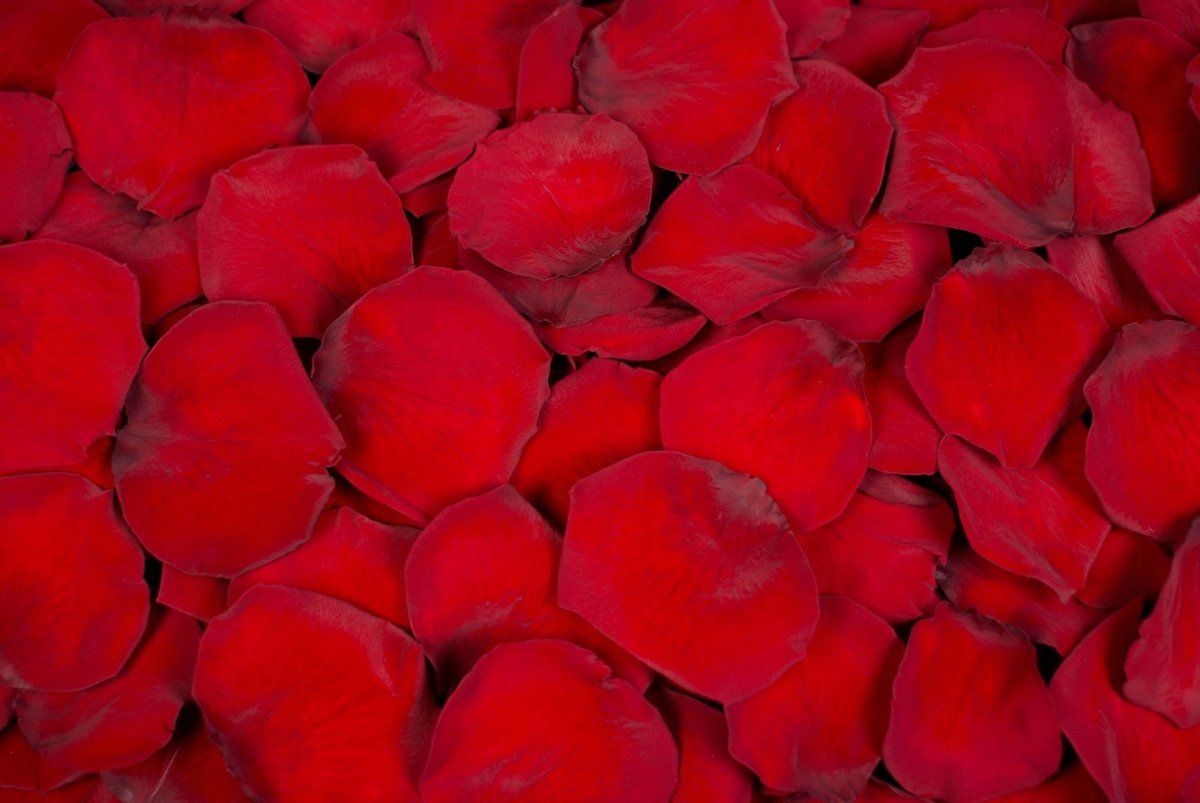 Preserved rose petals, dark red