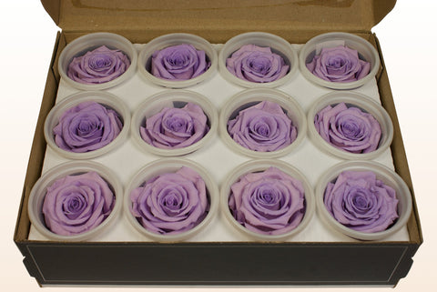 Maat S, 12 rozen