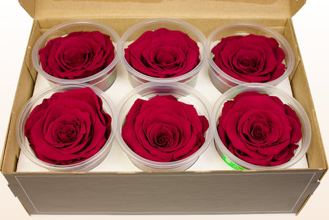 Maat XL, 6 rozen