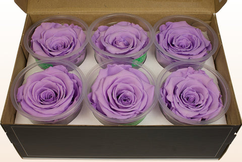 Maat XL, 6 rozen