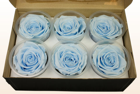 Maat XL, 6 rozen
