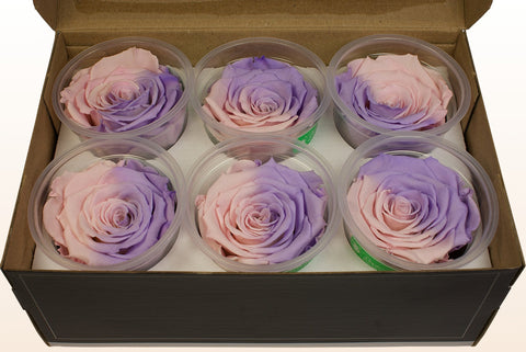 Maat XL, 6 rozen