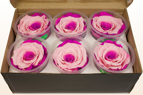 Maat XL, 6 rozen